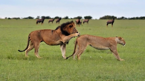 6 Days Masai Mara, Nakuru, Amboseli Group Safari — Kenya Adventure with Lisam Tours