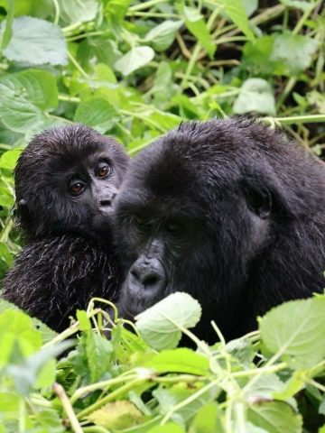 UGANDA TOURS – Descubre la Magia del Trekking con Gorilas