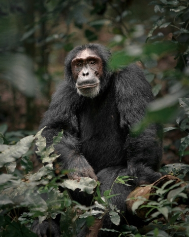 Uganda’da Şempanze Trekkingi İçin Nihai Rehber