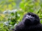 UGANDA TOUR –  4 DAYS/3 NIGHTS: GORILLAS – BWINDI N.P TOUR (6th – 10th May 2026)